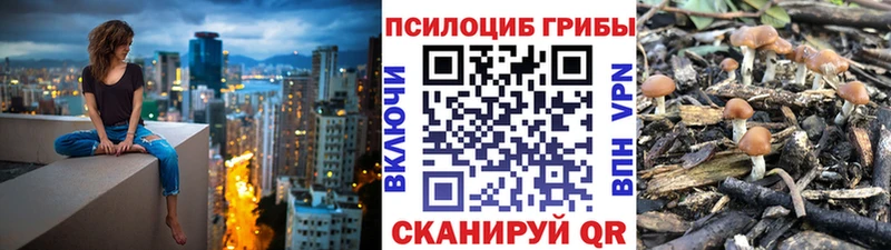 Галлюциногенные грибы Psilocybe  Пустошка 